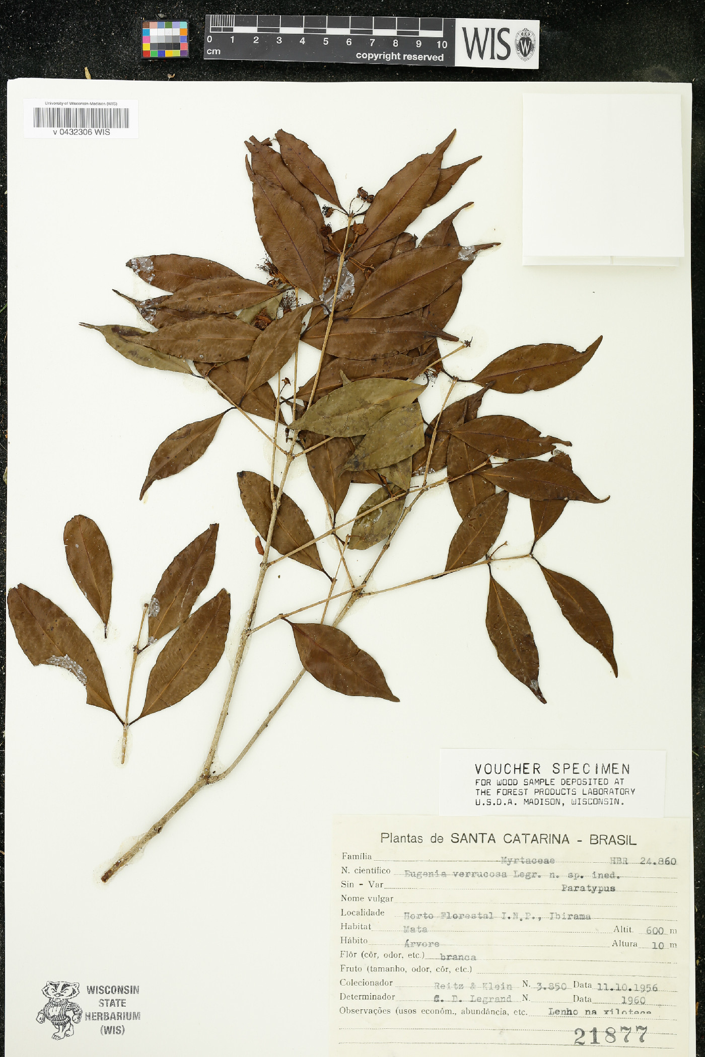 Eugenia verrucosa image