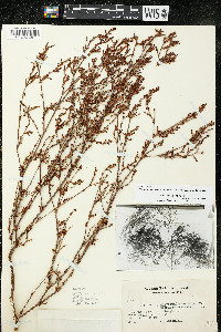 Polygonum ramosissimum subsp. prolificum image