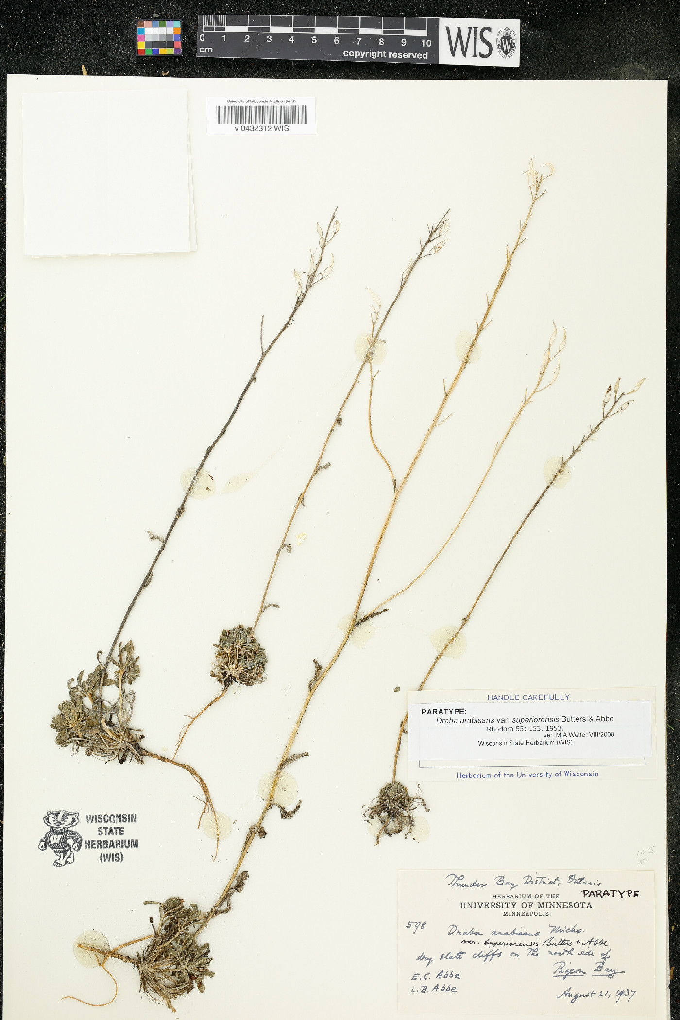 Draba arabisans var. superiorensis image