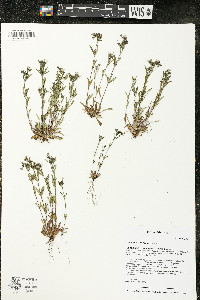 Houstonia longifolia image