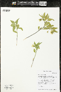 Physalis virginiana image