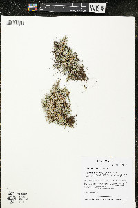 Selaginella rupestris image