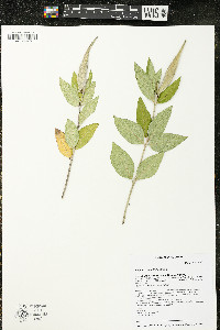 Asclepias ovalifolia image