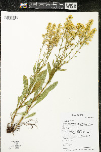 Solidago speciosa image