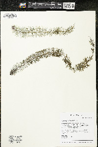 Myriophyllum farwellii image