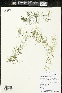 Ceratophyllum echinatum image