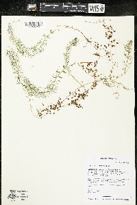 Utricularia intermedia image