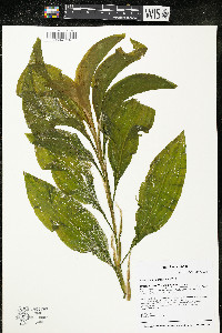 Potamogeton spirillus image
