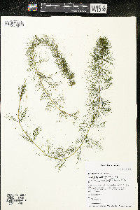 Myriophyllum sibiricum image