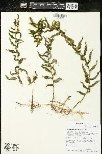 Potamogeton richardsonii image