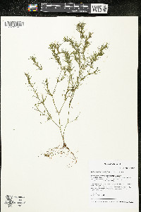 Najas flexilis image