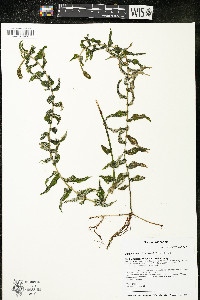 Potamogeton richardsonii image
