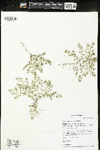 Euphorbia glyptosperma image