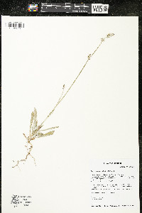 Froelichia gracilis image