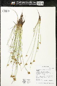 Schoenoplectiella purshiana image