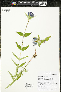 Gentiana rubricaulis image