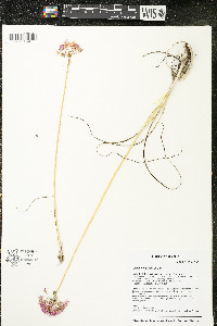 Allium stellatum image
