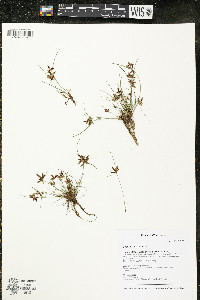 Cyperus bipartitus image