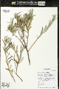 Andromeda polifolia var. latifolia image