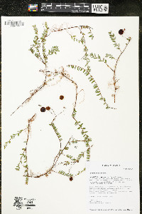 Vaccinium oxycoccos image