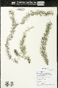 Myriophyllum farwellii image