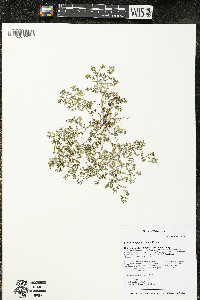 Euphorbia glyptosperma image