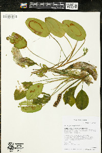 Potamogeton amplifolius image