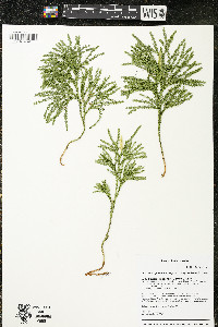 Dendrolycopodium hickeyi image