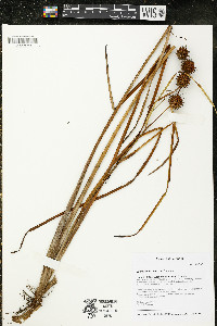 Sparganium emersum image