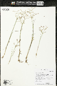 Juncus pelocarpus image