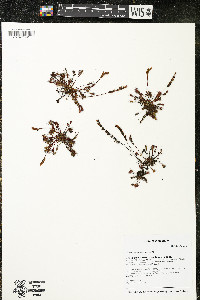 Drosera intermedia image