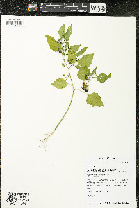 Solanum ptychanthum image