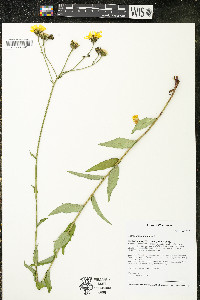 Hieracium umbellatum image