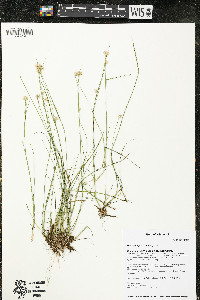 Rhynchospora alba image