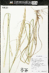 Calamovilfa longifolia image