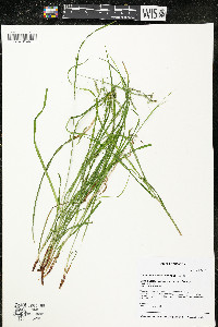 Carex debilis var. rudgei image