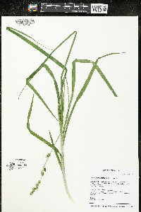 Carex sparganioides image