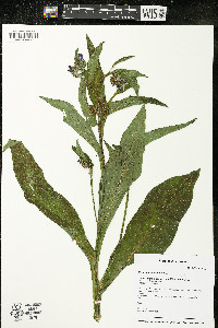 Symphytum officinale image