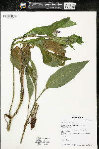 Symphytum officinale image