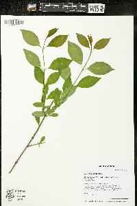 Euonymus europaeus image