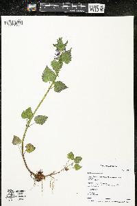 Lamium maculatum image