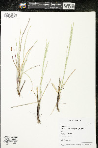 Poa arida image