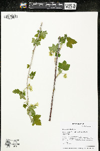 Ribes americanum image