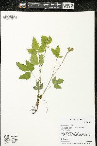 Rubus pubescens image