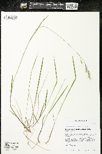 Schizachne purpurascens image