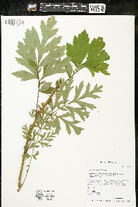 Geum laciniatum image