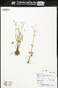 Ranunculus sceleratus image