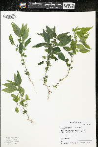 Parietaria pensylvanica image