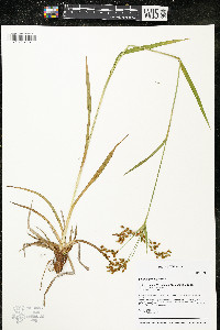 Scirpus pendulus image