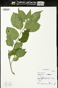 Euonymus europaeus image